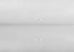 Fly away