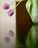 Double tulips