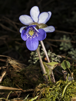 Blåveis