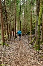 Skogvandring