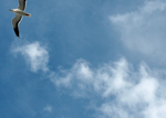 Fly away