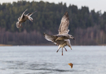 kampen for tilværelsen