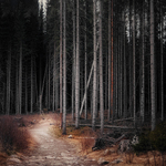 The path