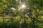 In the vineyard