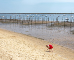 Pike på stranden