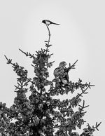 Precarious perches
