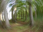 Rundt i skogen