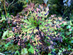 Nature's beauty