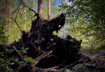 Dramatisk møte i skogen