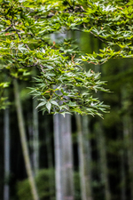 Shinrinyoku (skogsbading)