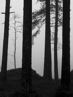 I skogen