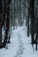 I skogen 