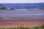 fargevirvar