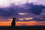 Contemplating the sunset