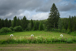 Periskop i åkeren