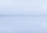Fly away