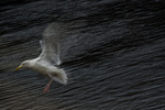 Inn for landing