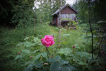 Hurdalsrose på Skreia