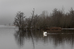 swan in fog