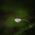 Alone
