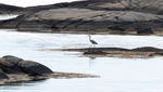 a lonely heron