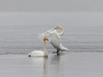 whooper swans
