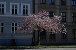 Blooming