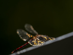 Høst Libelle