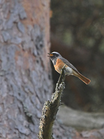 Gull i munn