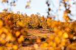 Høststemning i Trollheimen