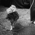 Doggy Raincoat