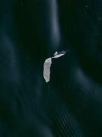 bilde