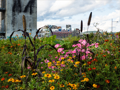 Urban natur
