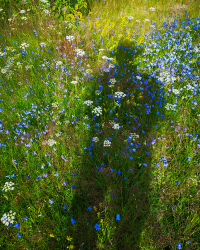 selvportrett i blomstereng