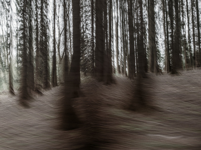 Forest in movement