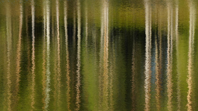 Speilet skog