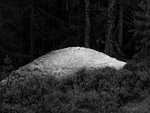 I skogen
