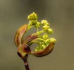Blomstrende spisslønn