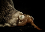 Villfaren alien