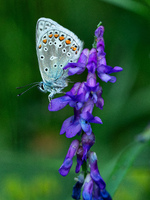 Polyommatus icarus