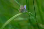Blue and green