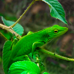 Green lizard