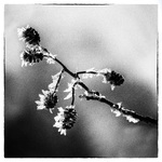 Vinterblomstring