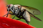 Eye fly