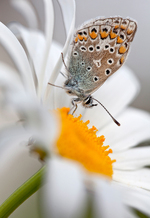 Butterfly on yellow flower