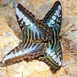 Butterflies in action