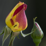 Exploring the rose