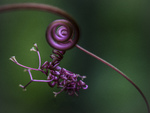 Twirl & curl
