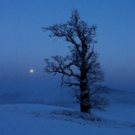 The old oak tree in monnlight
