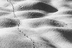 Traces in the snow.